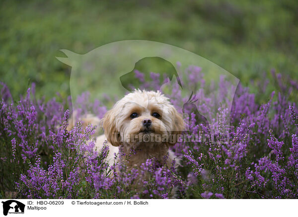 Maltipoo / HBO-06209