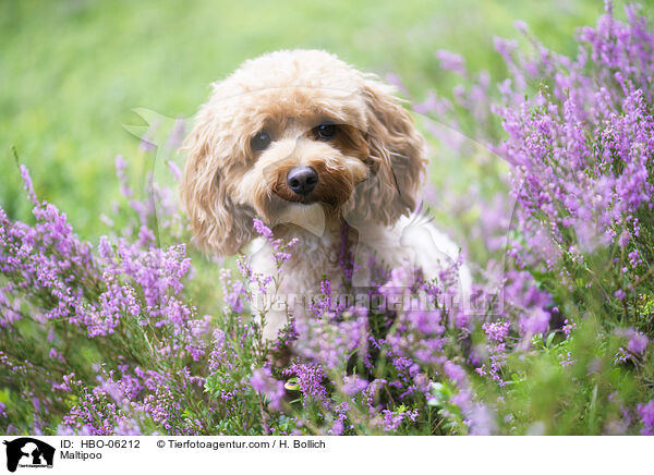 Maltipoo / Maltipoo / HBO-06212
