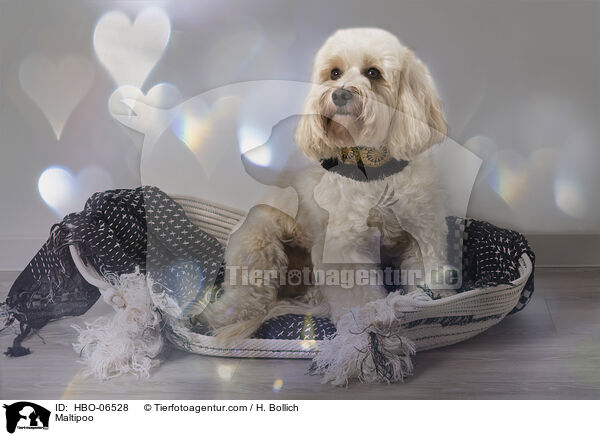 Maltipoo / Maltipoo / HBO-06528