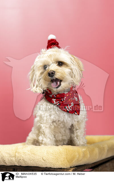Maltipoo / Maltipoo / MAH-04535
