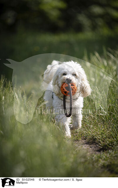 Maltipoo / Maltipoo / SI-02546