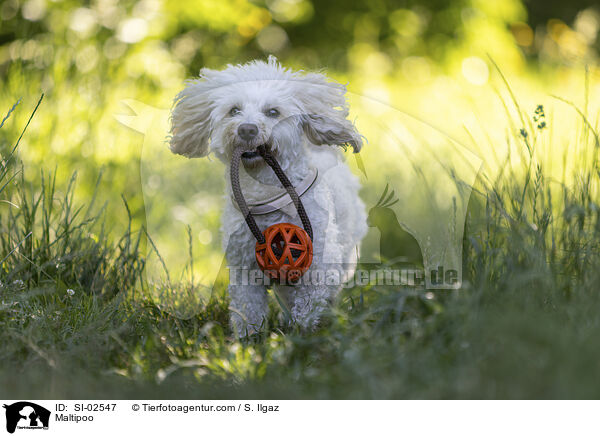Maltipoo / Maltipoo / SI-02547