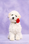 sitting Maltipoo