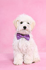 sitting Maltipoo