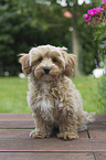 Maltipoo Puppy