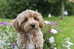 Maltipoo Puppy