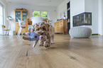 Maltipoo Puppy