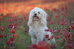 Maltipoo in the poppy field