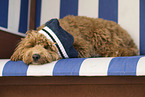 lying Maltipoo