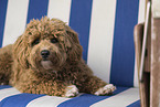 lying Maltipoo