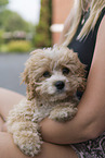 Maltipoo Puppy