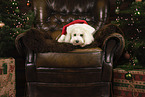 adult Maltipoo