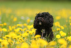 Maltipoo in summer