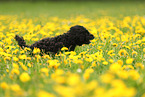 Maltipoo in summer