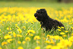 Maltipoo in summer