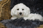 Maltipoo