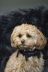Maltipoo