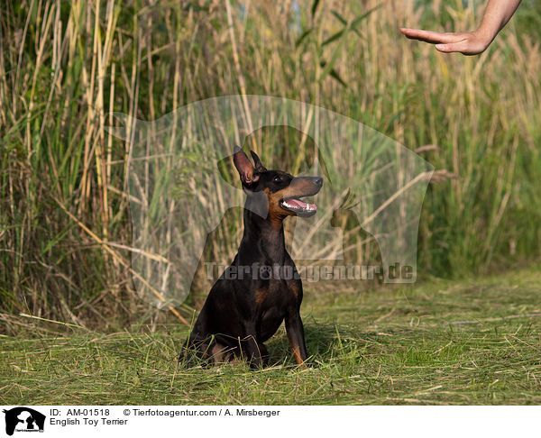 English Toy Terrier / English Toy Terrier / AM-01518
