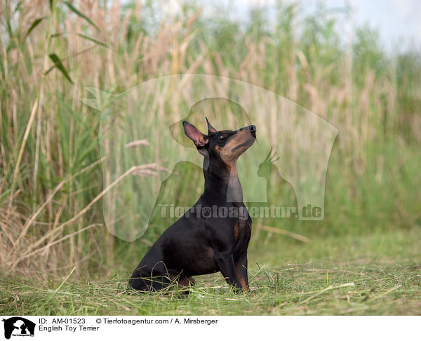 English Toy Terrier / AM-01523