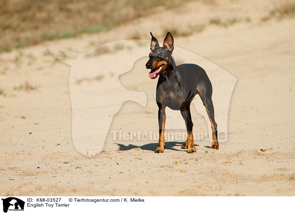 English Toy Terrier / KMI-03527