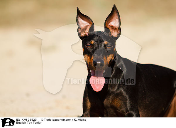 English Toy Terrier / KMI-03529