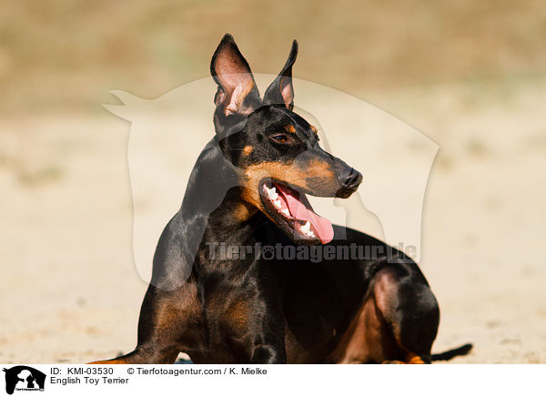 English Toy Terrier / KMI-03530