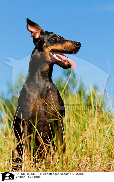 English Toy Terrier / KMI-03533