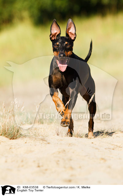 English Toy Terrier / KMI-03538