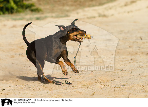 English Toy Terrier / KMI-03542