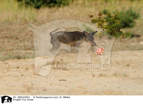 English Toy Terrier / English Toy Terrier / KMI-03544