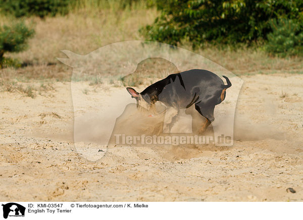 English Toy Terrier / English Toy Terrier / KMI-03547