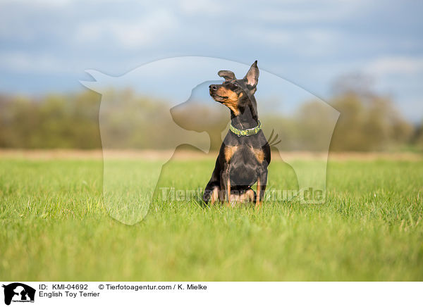 English Toy Terrier / KMI-04692