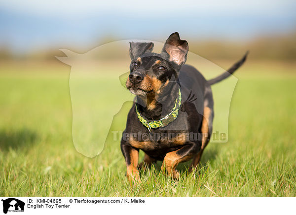 English Toy Terrier / KMI-04695