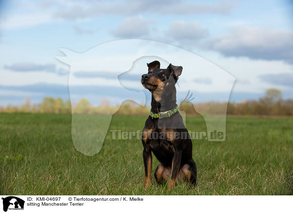 sitting Manchester Terrier / KMI-04697
