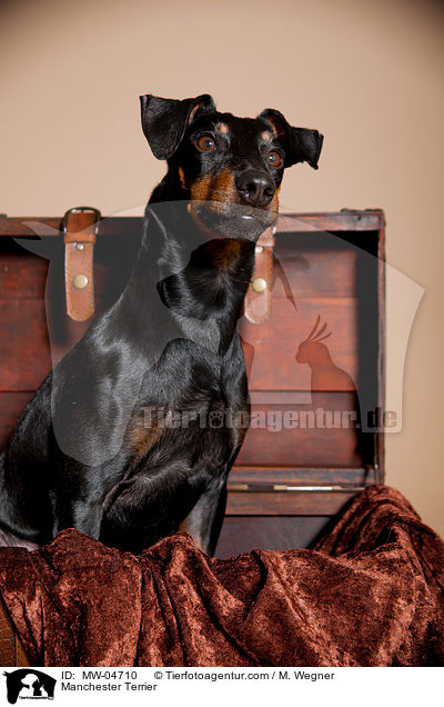 Manchester Terrier / Manchester Terrier / MW-04710