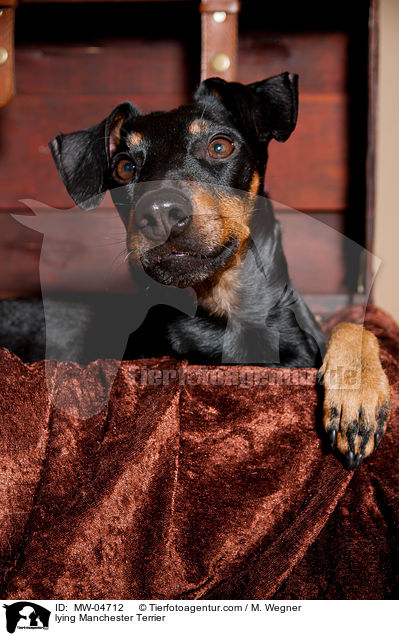 lying Manchester Terrier / MW-04712