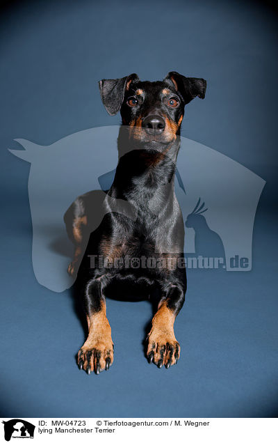 lying Manchester Terrier / MW-04723