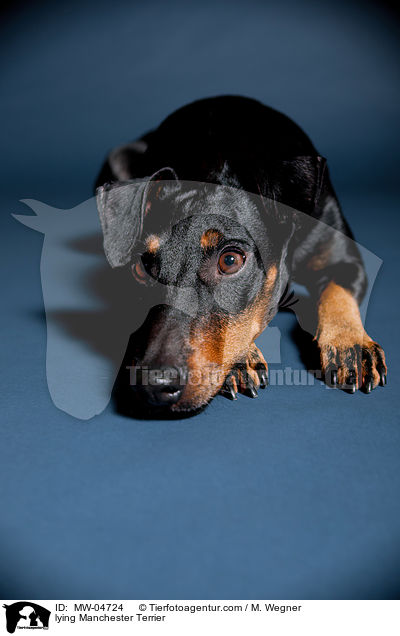 lying Manchester Terrier / MW-04724