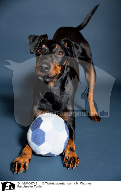 Manchester Terrier / MW-04742