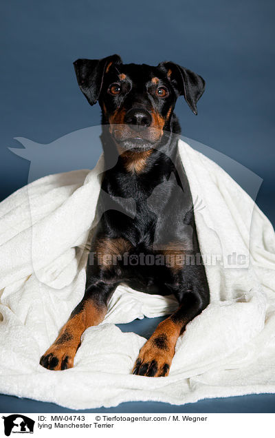 lying Manchester Terrier / MW-04743