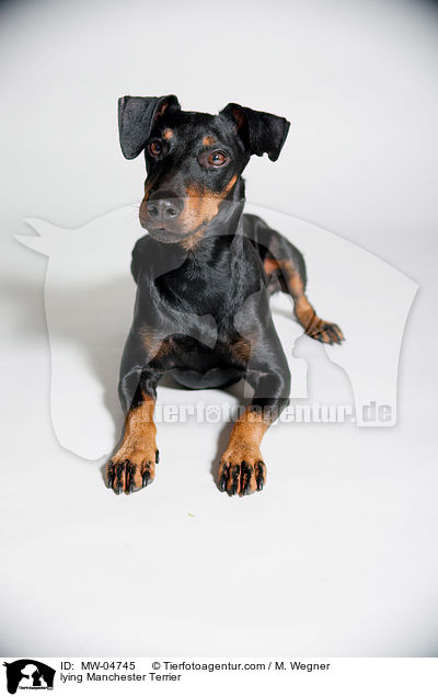 liegender Manchester Terrier / lying Manchester Terrier / MW-04745