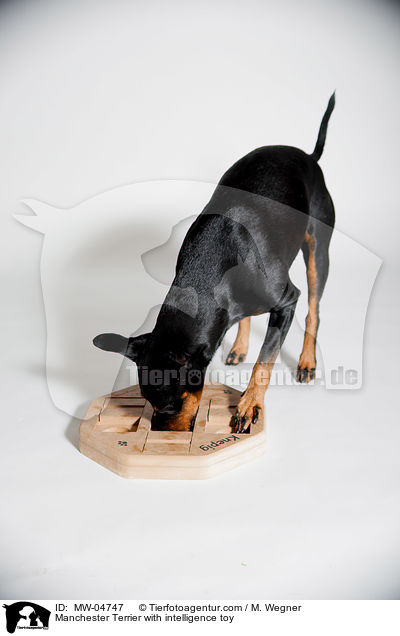 Manchester Terrier mit Intelligenzspielzeug / Manchester Terrier with intelligence toy / MW-04747