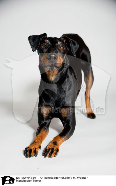 Manchester Terrier / MW-04750