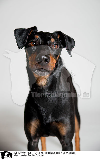 Manchester Terrier Portrait / Manchester Terrier Portrait / MW-04752