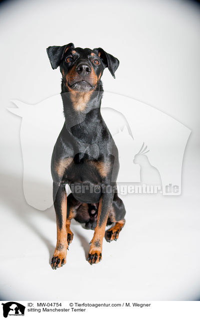 sitzender Manchester Terrier / sitting Manchester Terrier / MW-04754