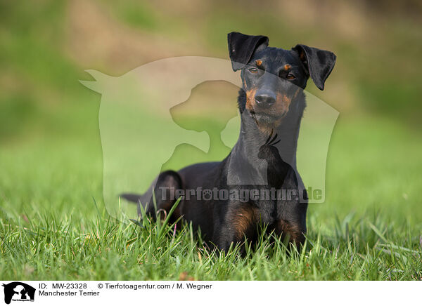 Manchester Terrier / MW-23328