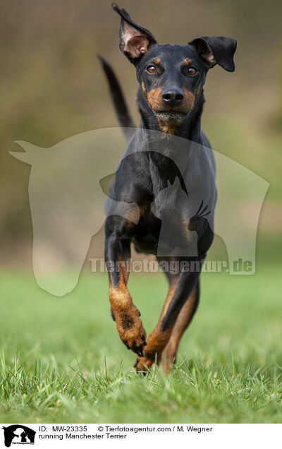 running Manchester Terrier / MW-23335
