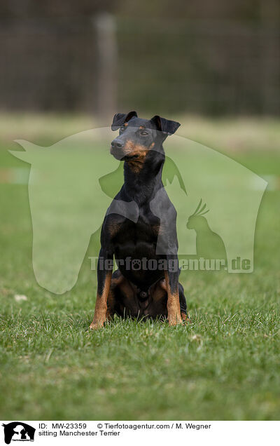 sitting Manchester Terrier / MW-23359