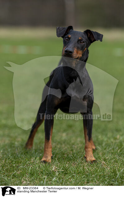 standing Manchester Terrier / MW-23364
