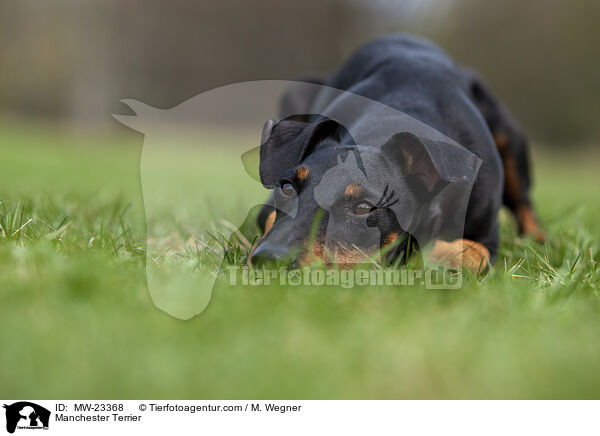 Manchester Terrier / MW-23368